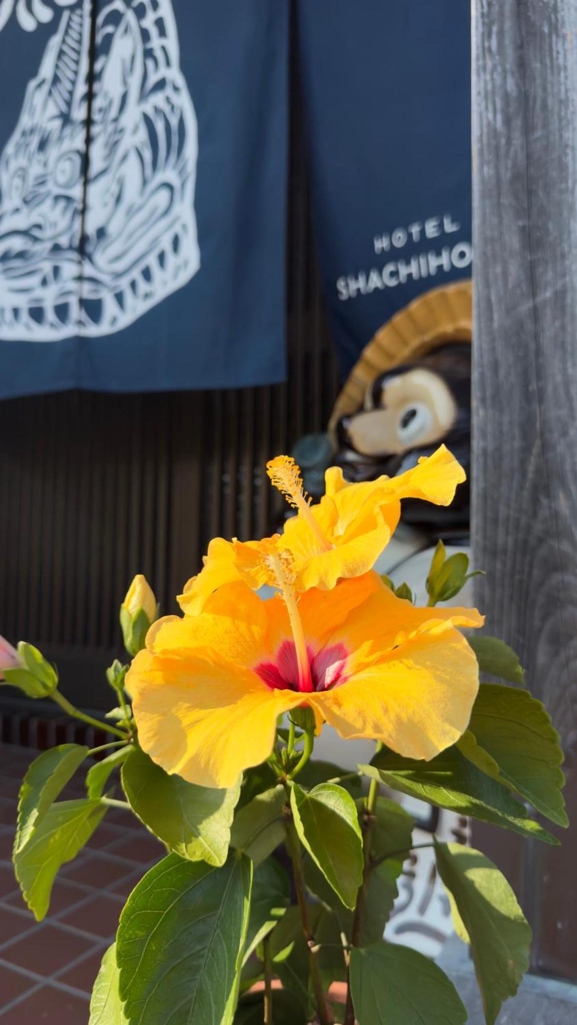 Shachihoko 海辺の一棟貸切ヴィラ しゃちほこ Villa *